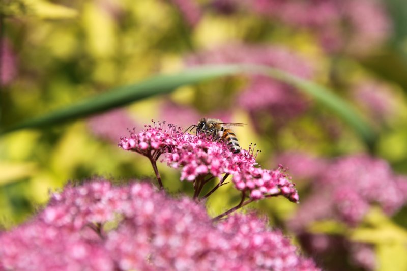 Abeille butinant sur une spirée. Au jardin. LISE JALOUX